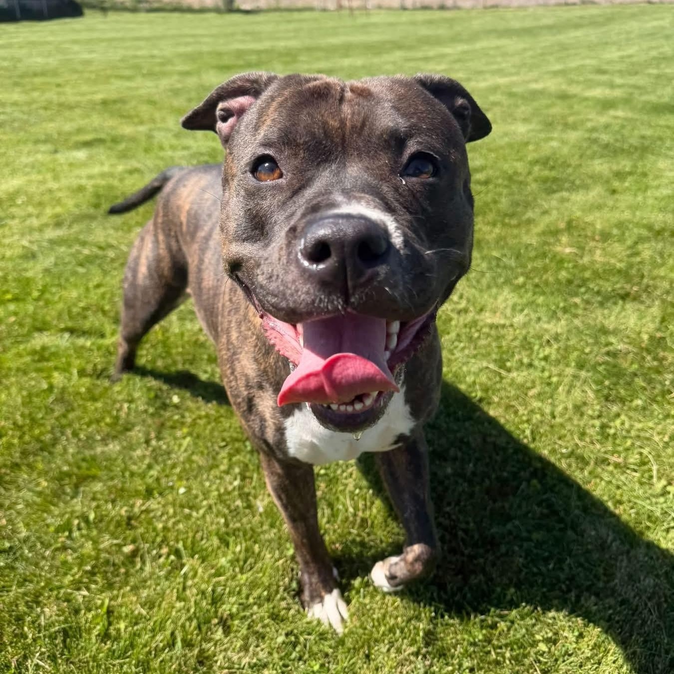 Maggie Mae, Adopted, Adult Female American Bully.
