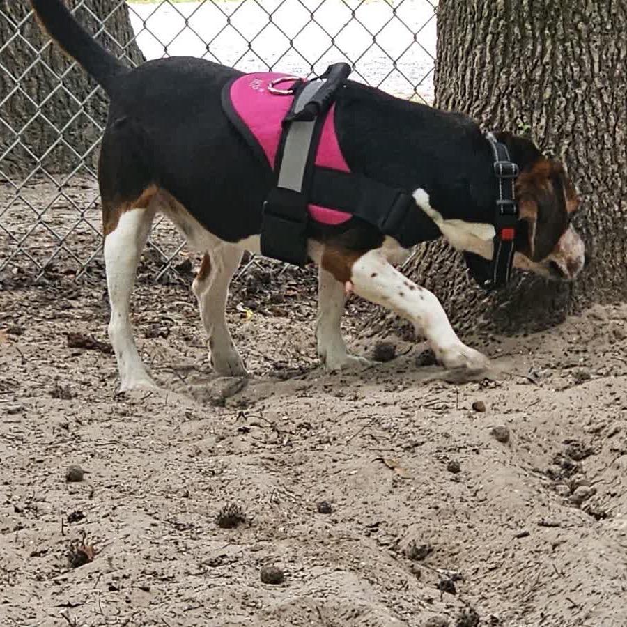 Enlarge Jared 28414, a Adoptable mixed breed in Middleburg, FL image 2/6