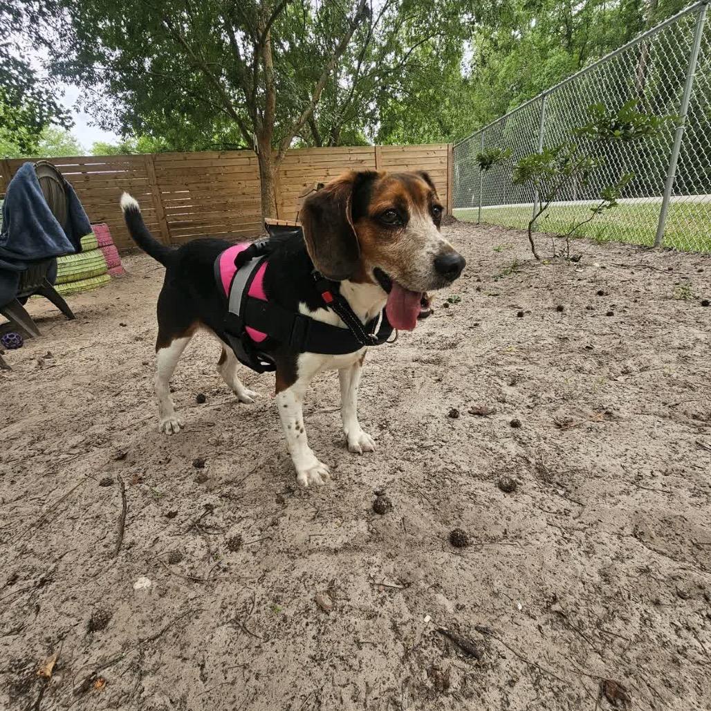 Enlarge Jared 28414, a Adoptable mixed breed in Middleburg, FL image 4/6