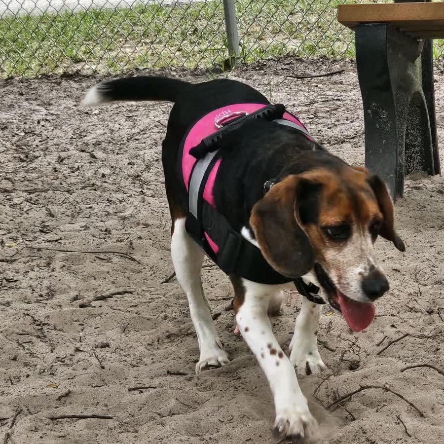 Enlarge Jared 28414, a Adoptable mixed breed in Middleburg, FL image 5/6