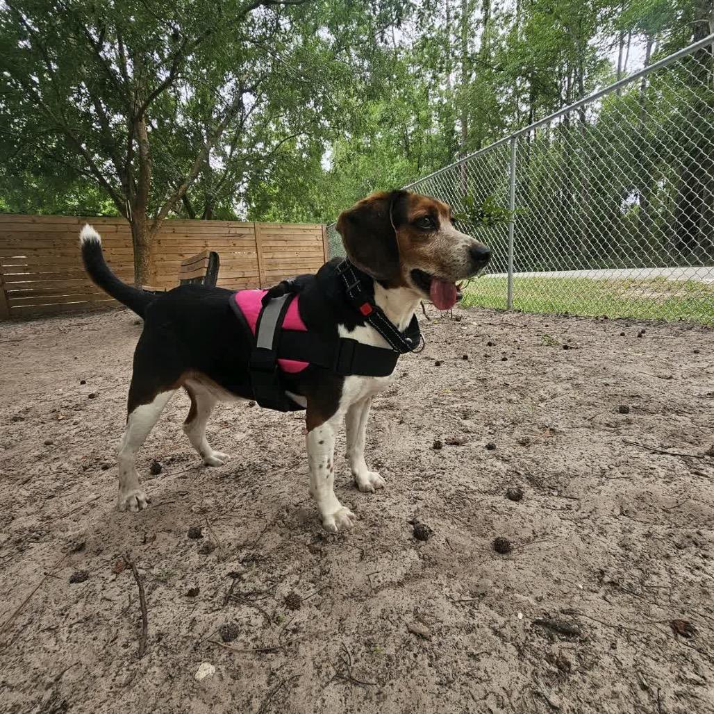 Enlarge Jared 28414, a Adoptable mixed breed in Middleburg, FL image 6/6