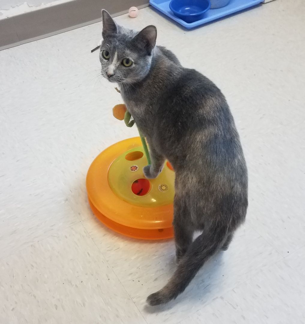 Simone, a Adoptable American Shorthair in Shelbyville, TN image 1/8