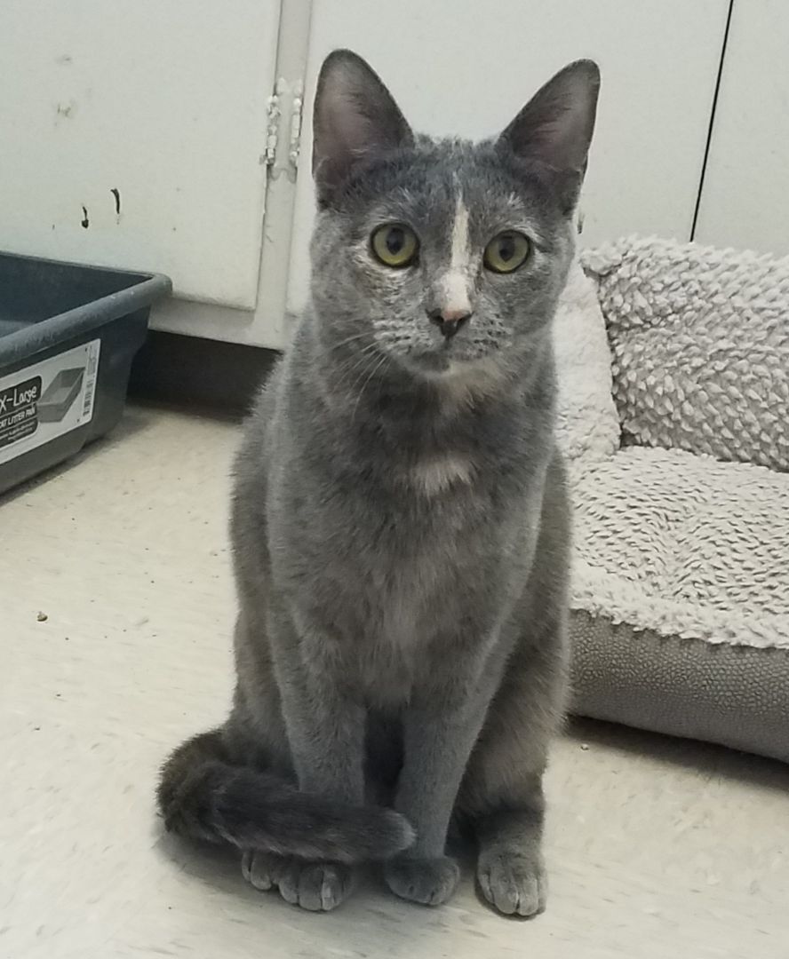 Simone, a Adoptable American Shorthair in Shelbyville, TN image 2/8