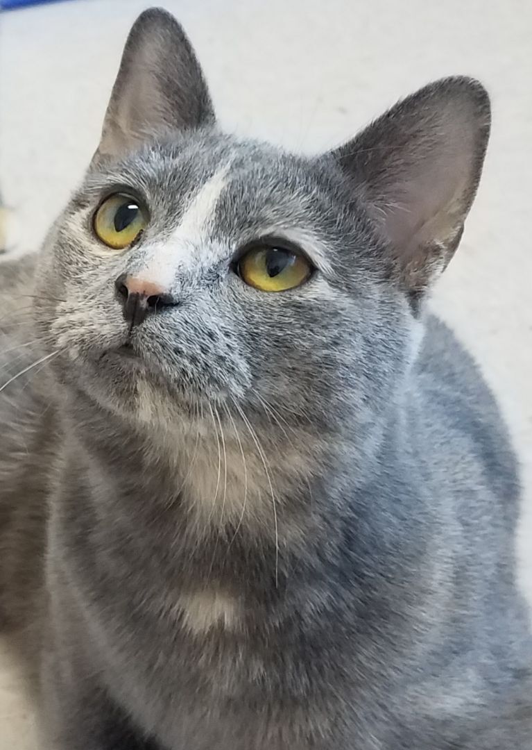 Simone, a Adoptable American Shorthair in Shelbyville, TN image 3/8