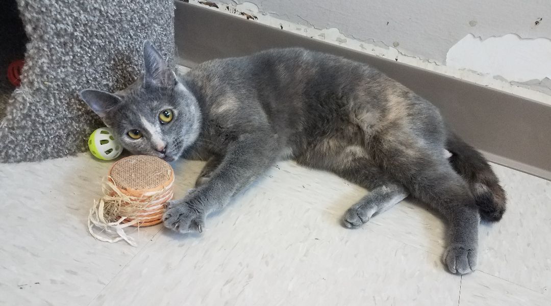 Simone, a Adoptable American Shorthair in Shelbyville, TN image 4/8