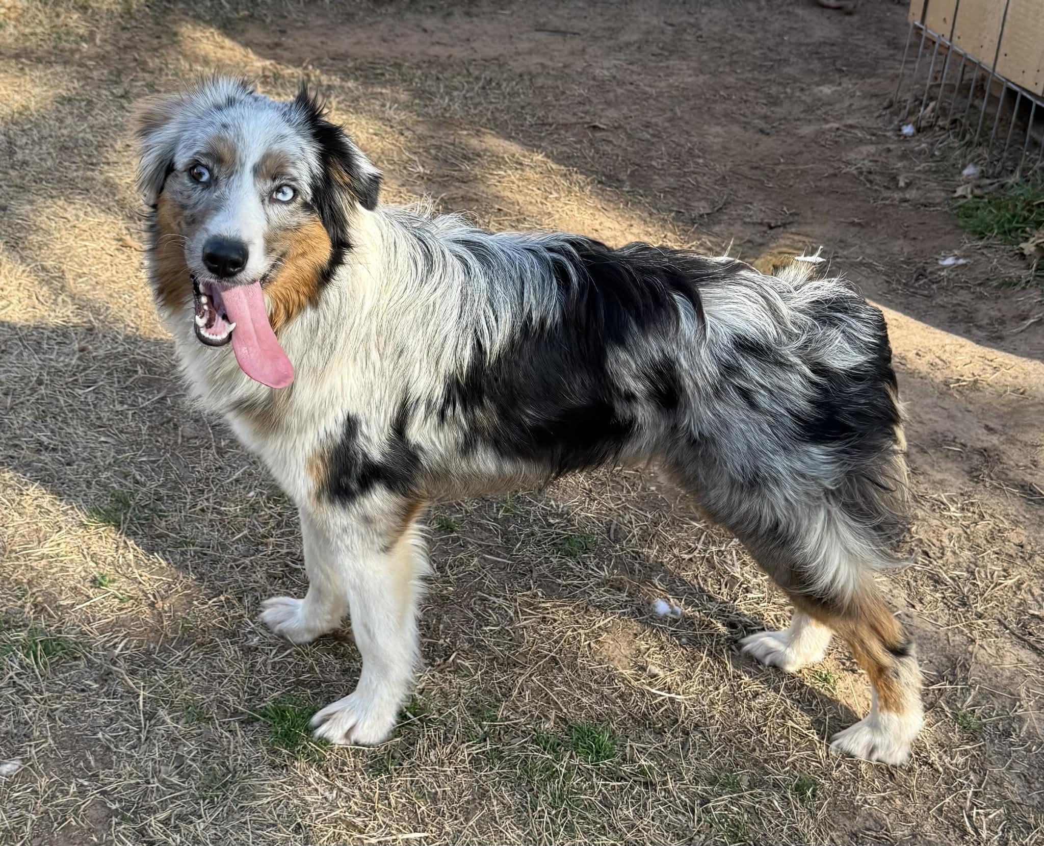 Enlarge Stormy Leigh, a ADOPTABLE Australian Shepherd in Oklahoma City, OK image 1/1