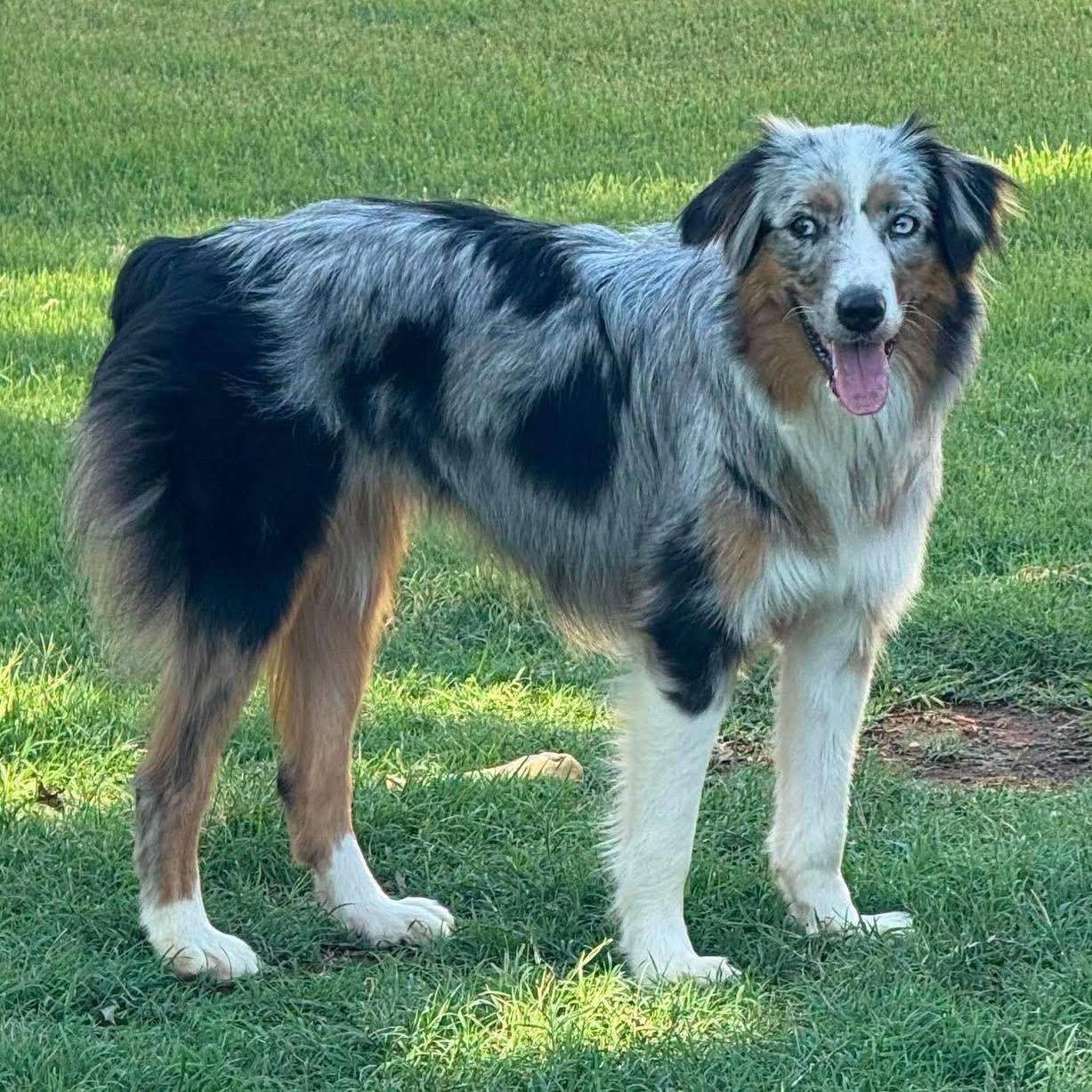 Stormy Leigh, ADOPTABLE, Young Female Australian Shepherd.