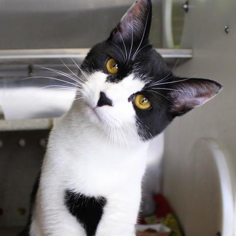 Enlarge Georgia, a Adoptable Domestic Short Hair in Hopkinton, MA image 1/1