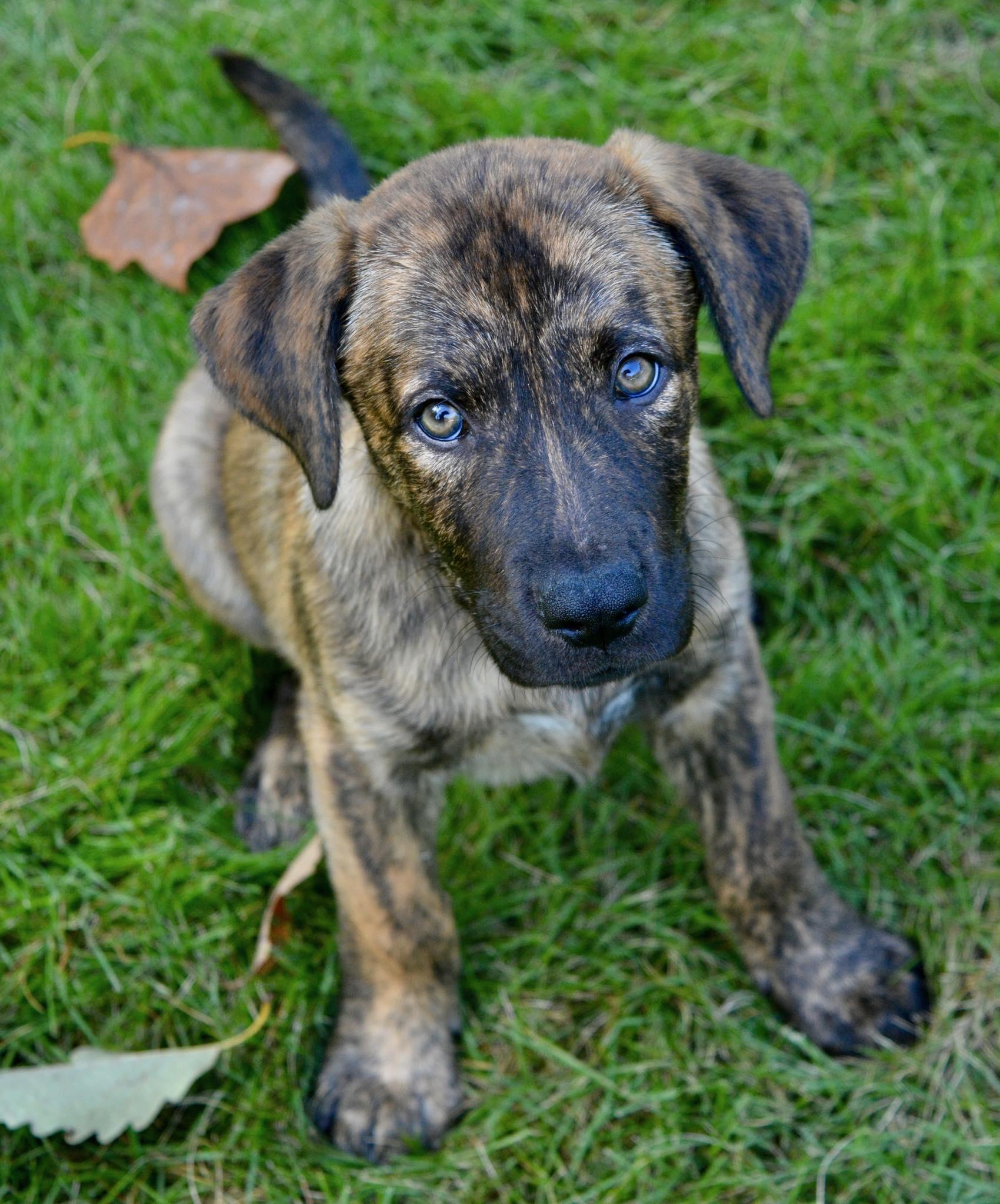 Diesel