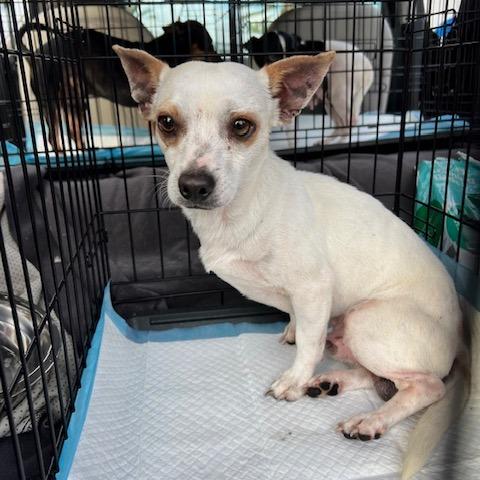 Enlarge Bullseye, a Adoptable mixed breed in Hobe Sound, FL image 2/6