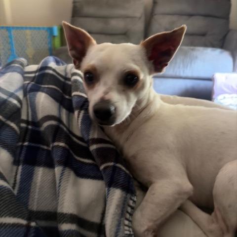 Enlarge Bullseye, a Adoptable mixed breed in Hobe Sound, FL image 3/6
