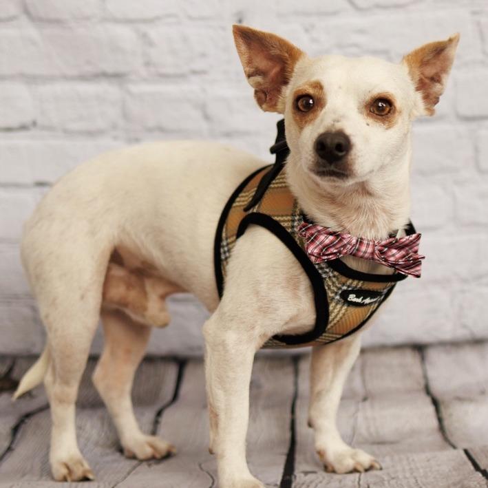 Enlarge Bullseye, a Adoptable mixed breed in Hobe Sound, FL image 4/6
