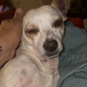Enlarge Bullseye, a Adoptable mixed breed in Hobe Sound, FL image 5/6