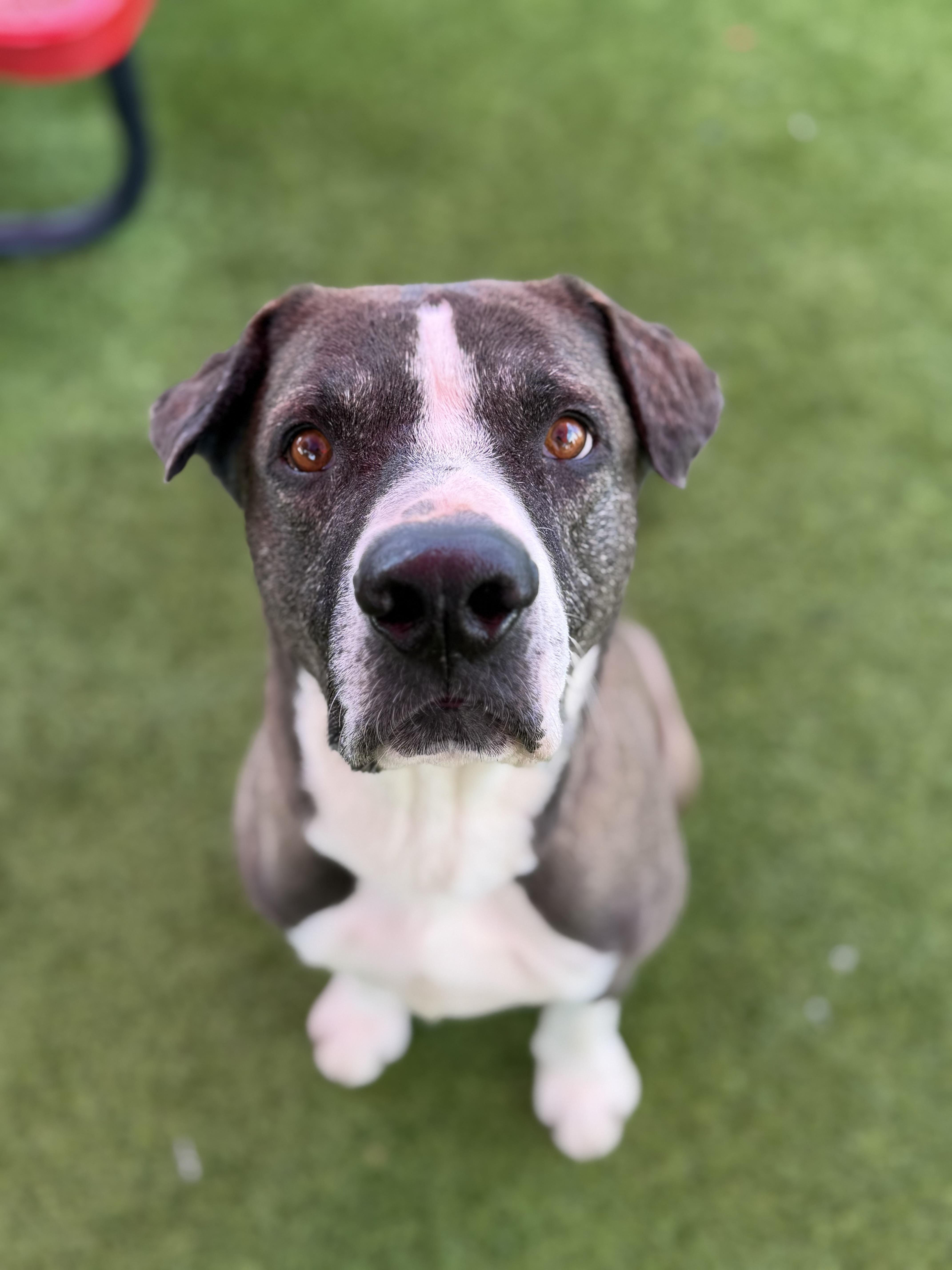 Enlarge Sheldon, a ADOPTABLE mixed breed in Glendale, AZ image 3/4