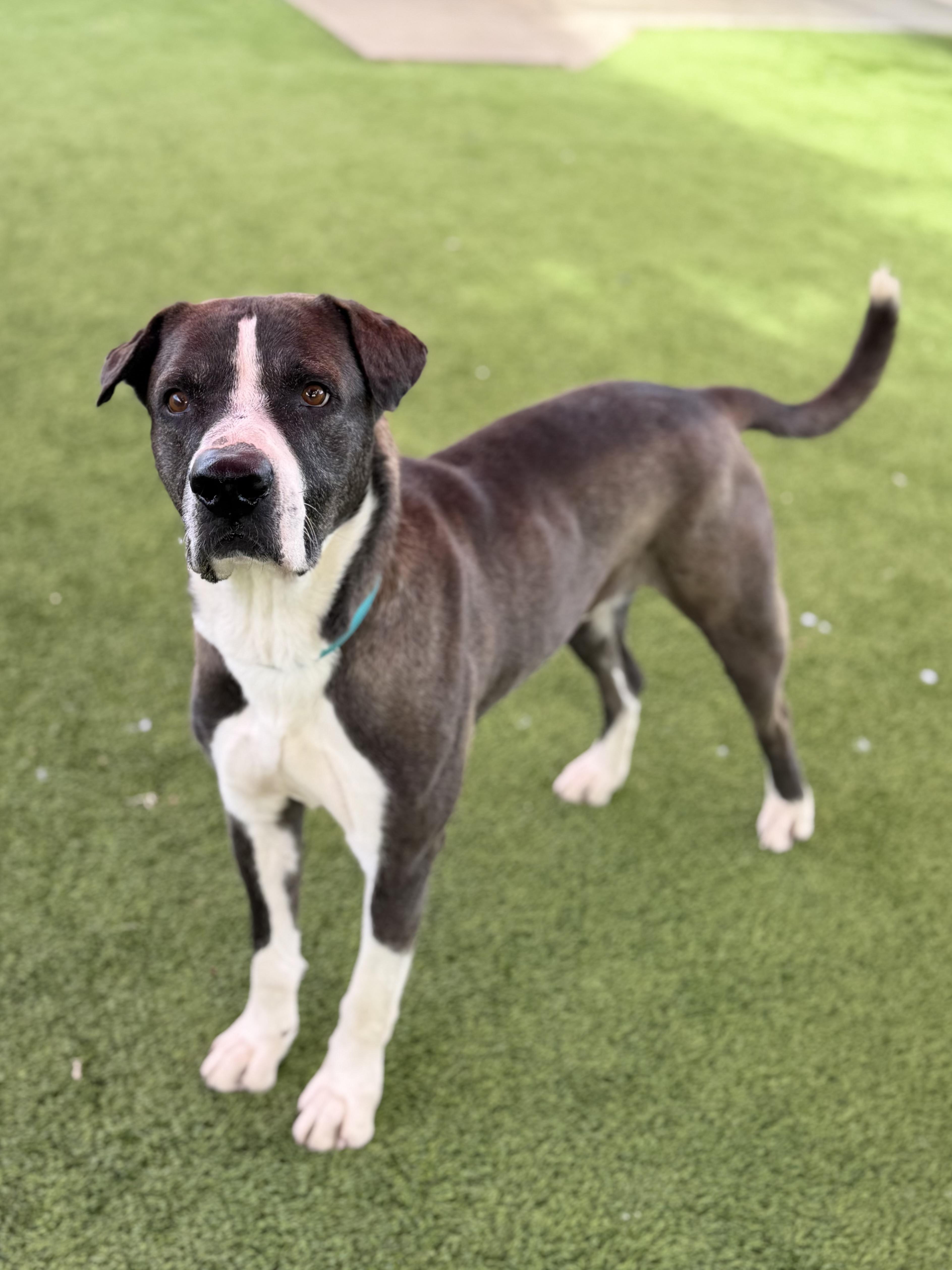 Enlarge Sheldon, a ADOPTABLE mixed breed in Glendale, AZ image 4/4