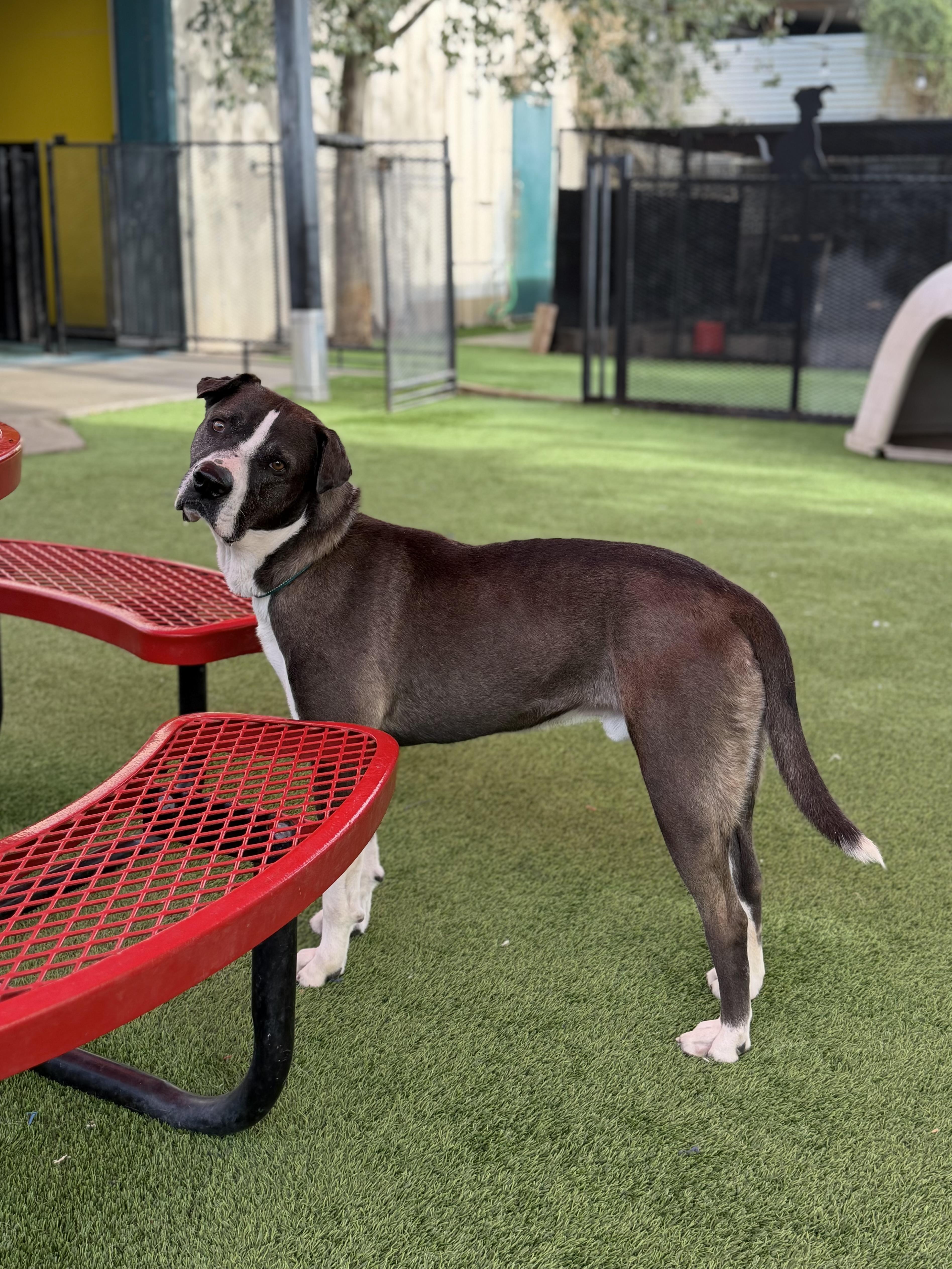 Enlarge Sheldon, a ADOPTABLE mixed breed in Glendale, AZ image 1/4