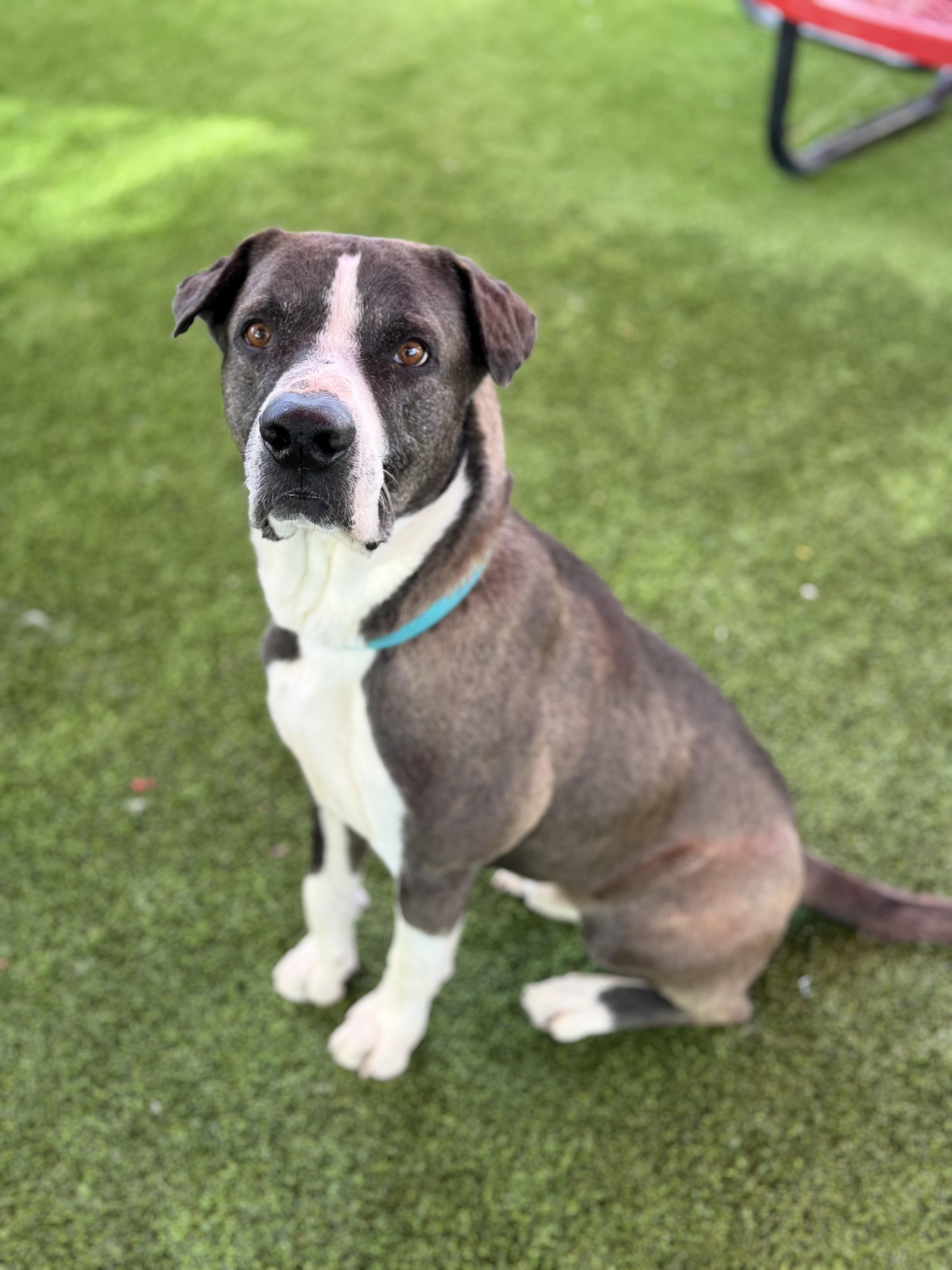 Enlarge Sheldon, a ADOPTABLE mixed breed in Glendale, AZ image 2/4