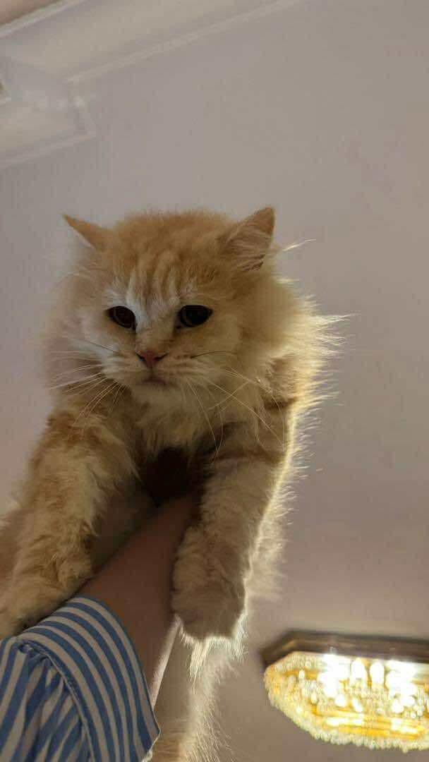 Bonbon, an adoptable Ragamuffin in Brampton, ON, L6P 2E9 | Photo Image 1