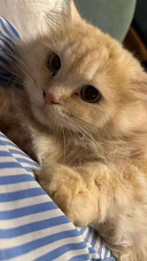 Bonbon, an adoptable Ragamuffin in Brampton, ON, L6P 2E9 | Photo Image 2