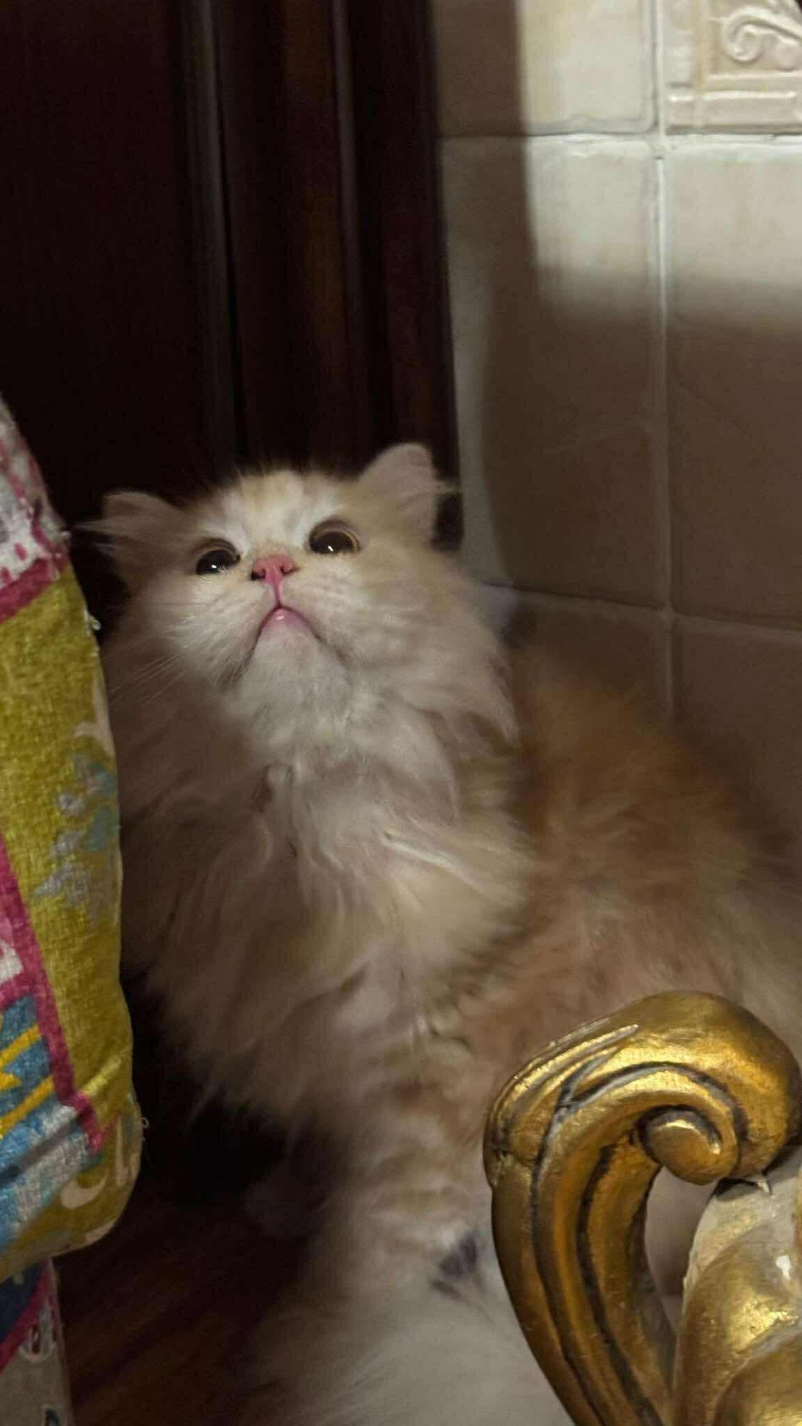Bonbon, an adoptable Ragamuffin in Brampton, ON, L6P 2E9 | Photo Image 4