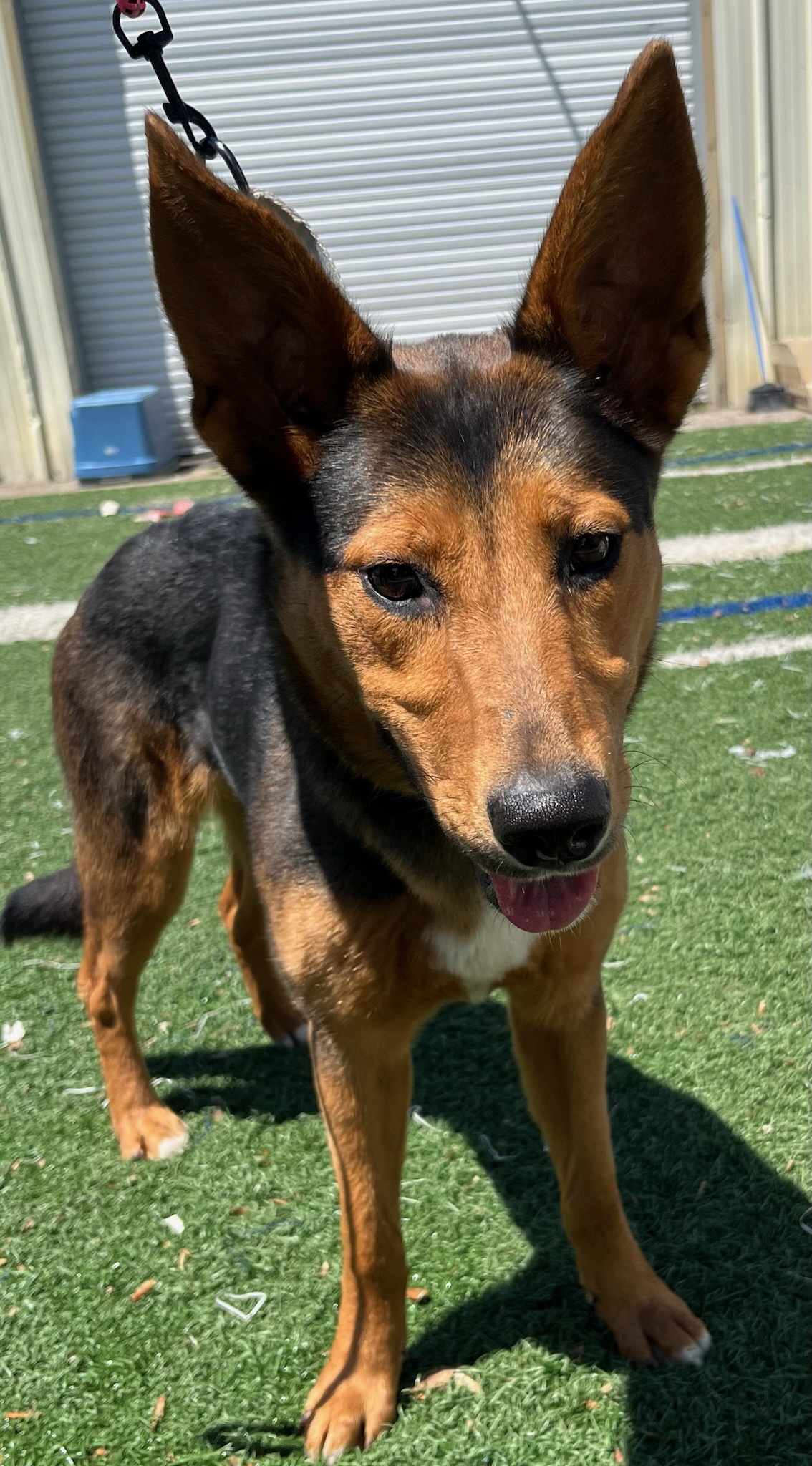 Shelly the Silly, Adoptable, Young Female German Shepherd Dog.