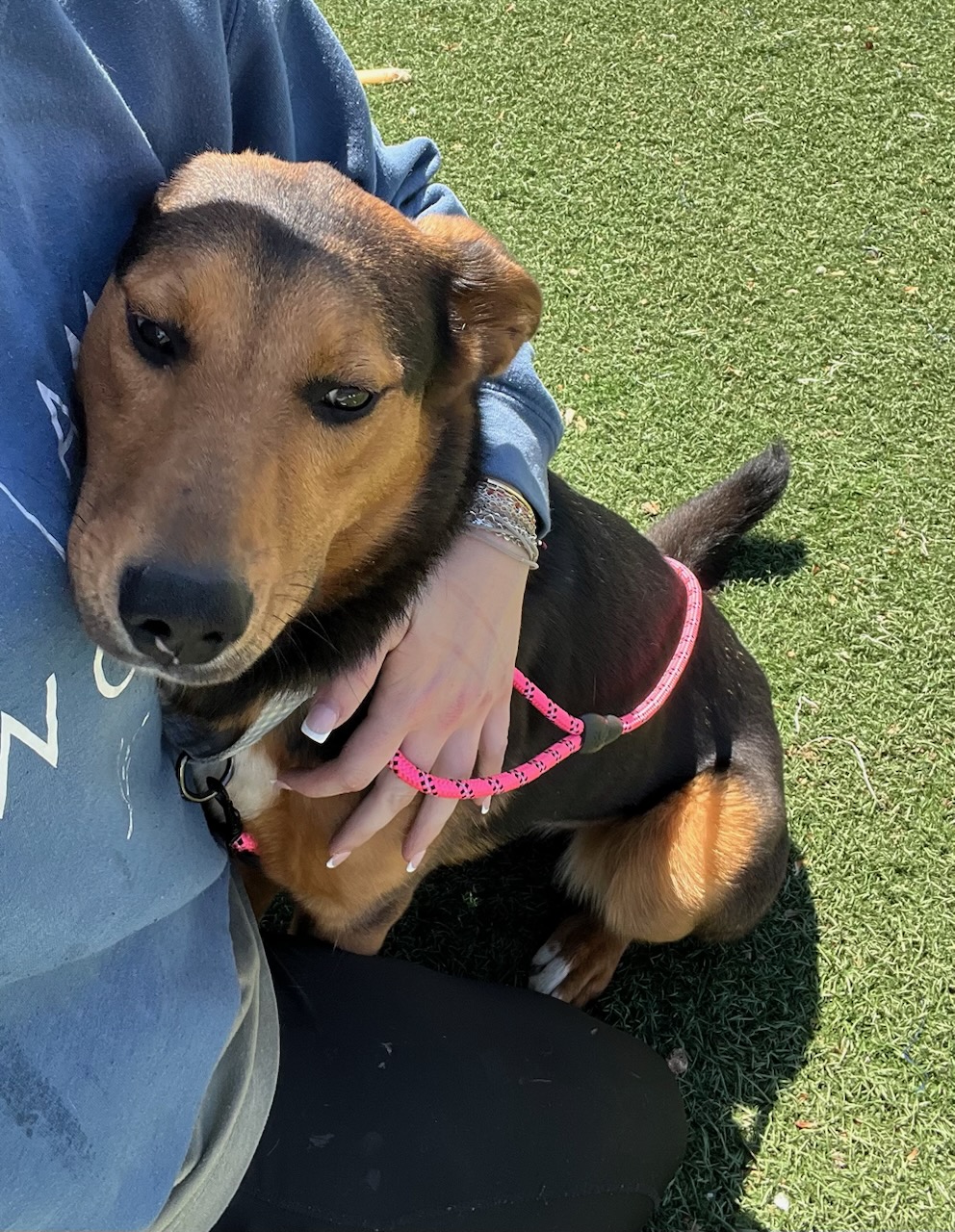 Enlarge Shelly the Silly, a Adoptable mixed breed in Gainesville, GA image 2/4