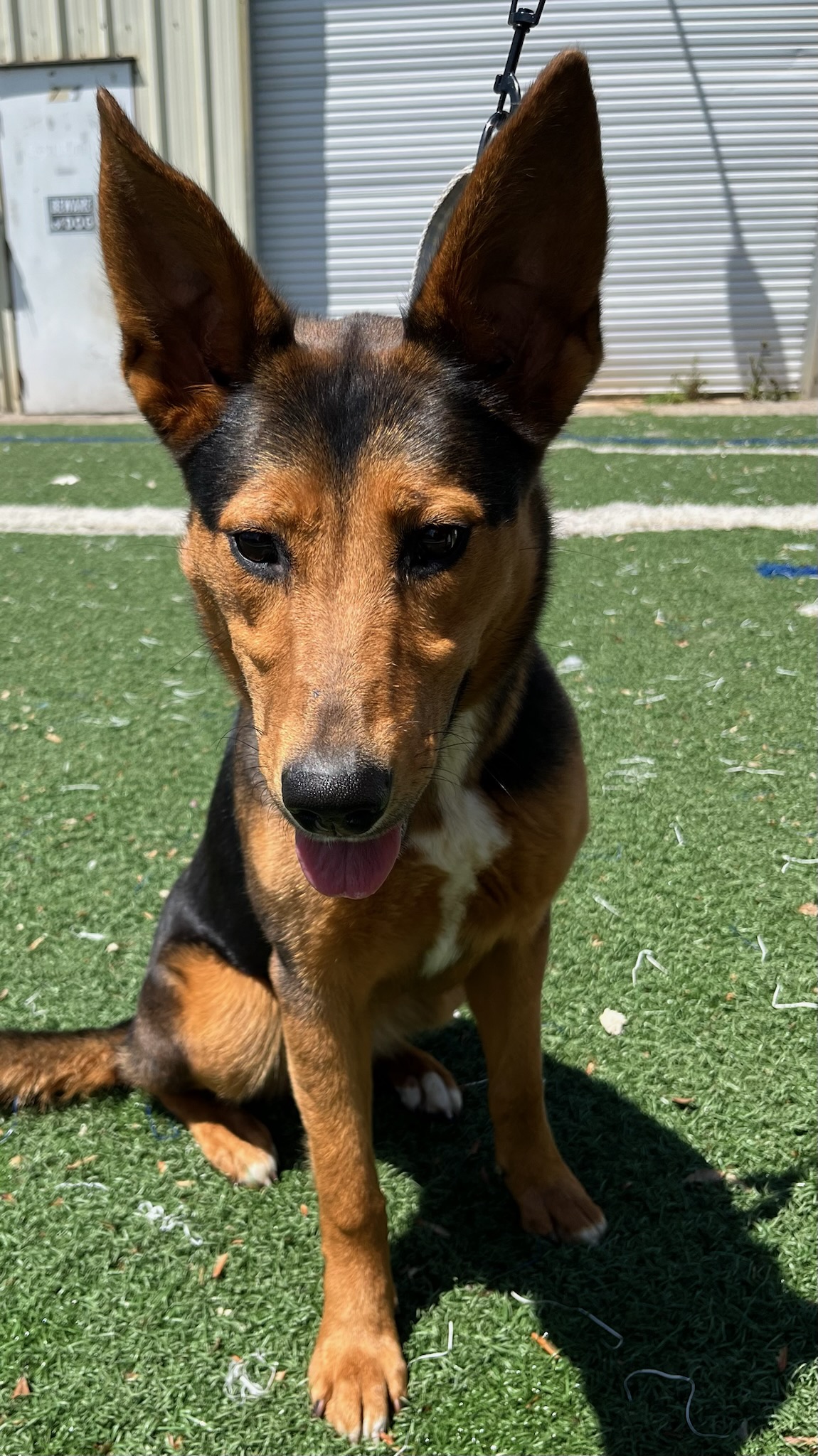 Enlarge Shelly the Silly, a Adoptable mixed breed in Gainesville, GA image 4/4