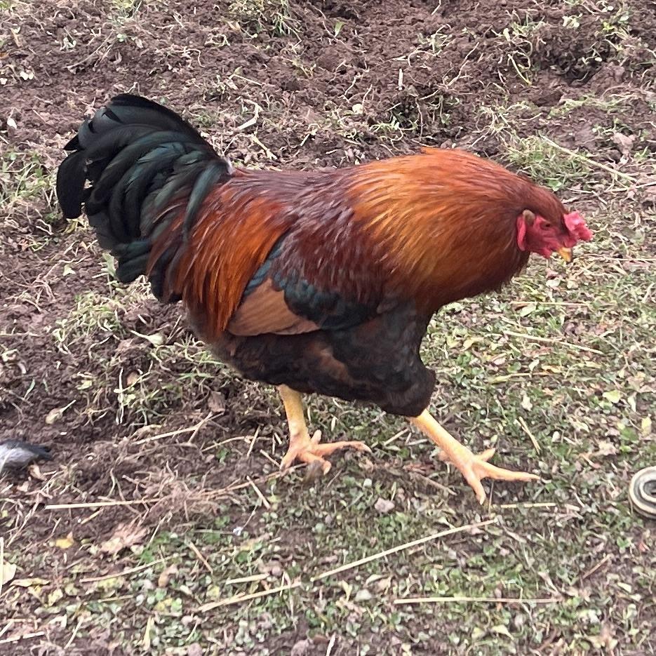 Lucky, Adoptable, Young Male Chicken.