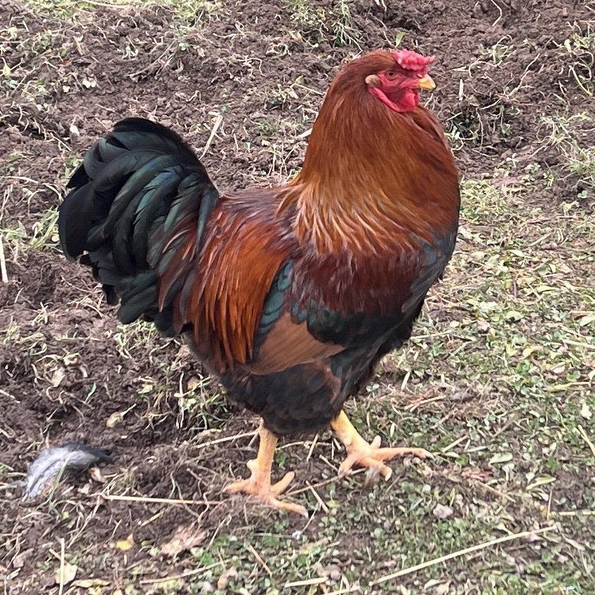 Enlarge Lucky, a Adoptable Chicken in Quakertown, PA image 1/2