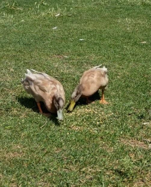 Enlarge Pickles / Copper, a Adoptable Duck in Eagle Mountain, UT image 2/2