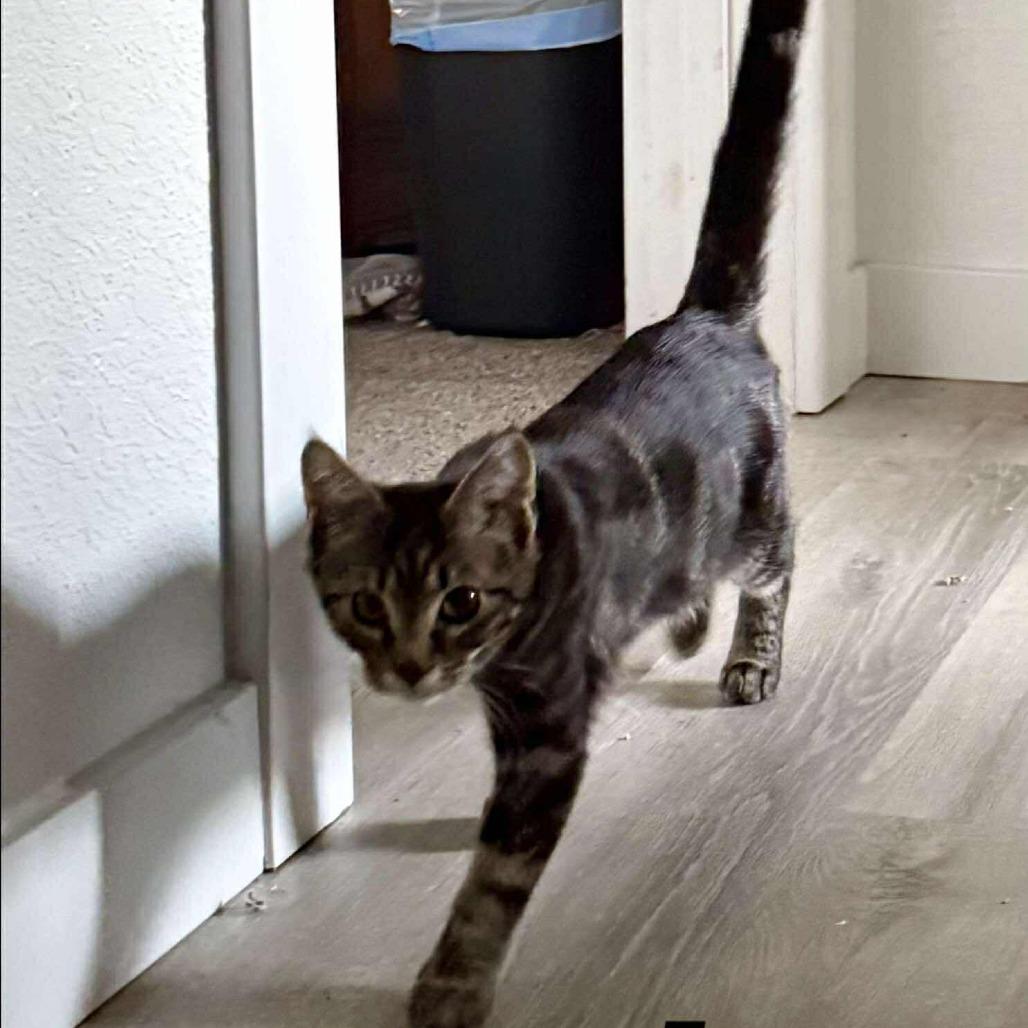 Enlarge Haylee, a Adoptable Domestic Short Hair in Nampa, ID image 1/6