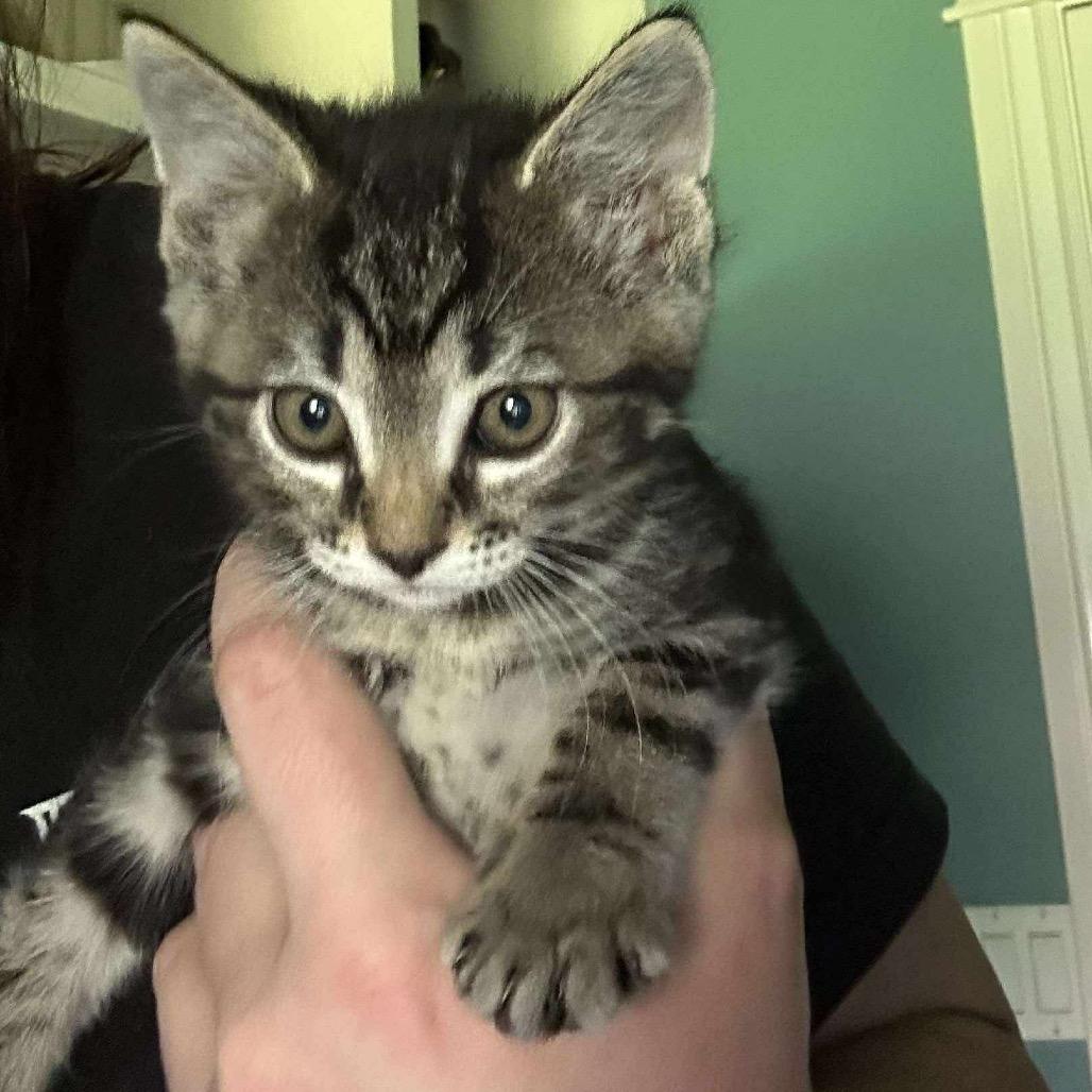 Enlarge Haylee, a Adoptable Domestic Short Hair in Nampa, ID image 2/6