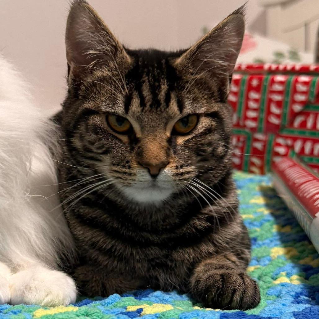 Enlarge Haylee, a Adoptable Domestic Short Hair in Nampa, ID image 4/6