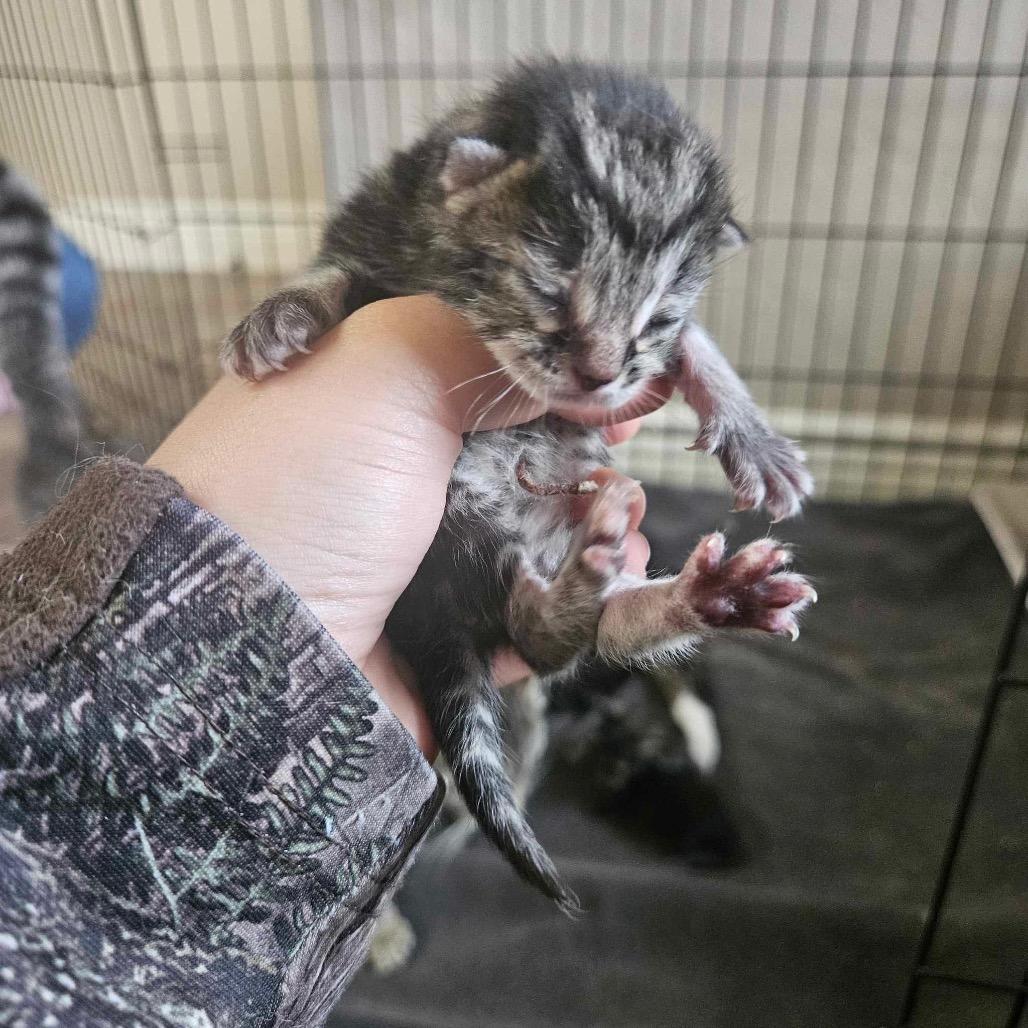 Enlarge Haylee, a Adoptable Domestic Short Hair in Nampa, ID image 6/6