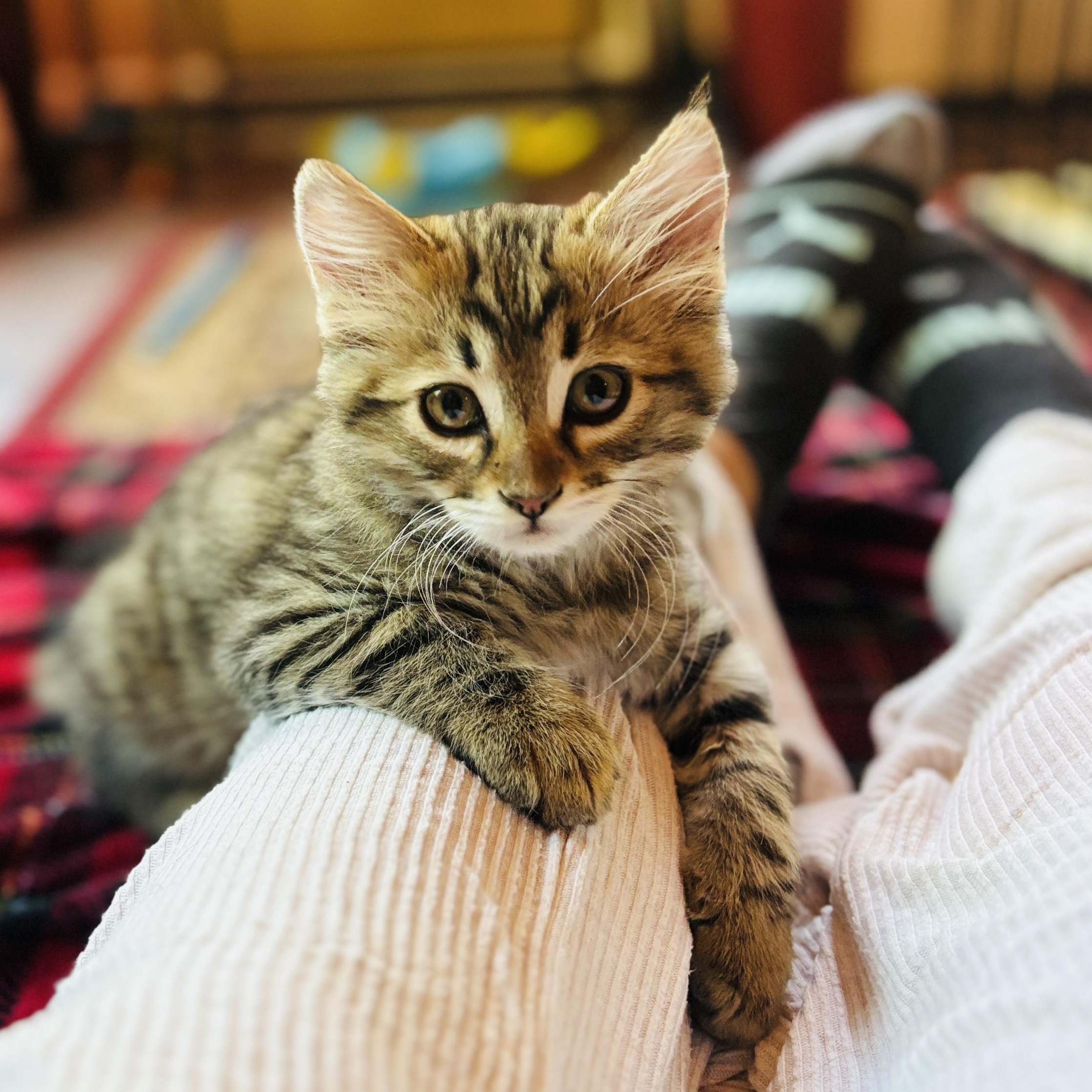 Charlie, adopted, Kitten Male Maine Coon & Siberian.