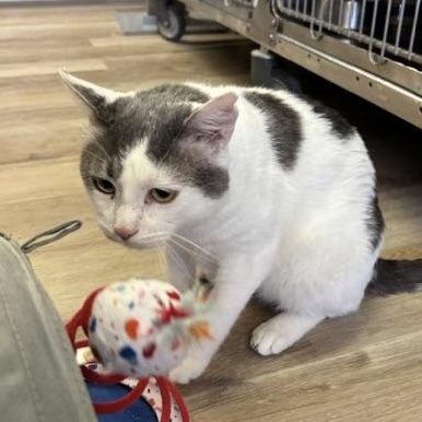 Newt, ADOPTABLE, Adult Male Domestic Short Hair.