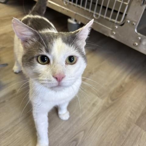 Enlarge Newt, a ADOPTABLE Domestic Short Hair in Braintree, MA image 2/6