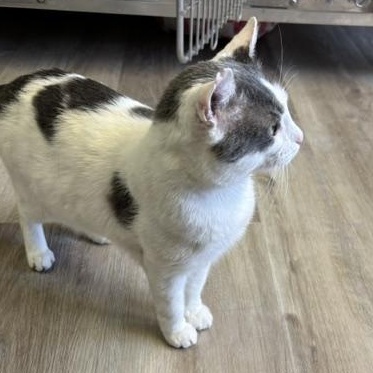 Enlarge Newt, a ADOPTABLE Domestic Short Hair in Braintree, MA image 4/6