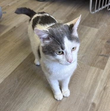 Enlarge Newt, a ADOPTABLE Domestic Short Hair in Braintree, MA image 5/6