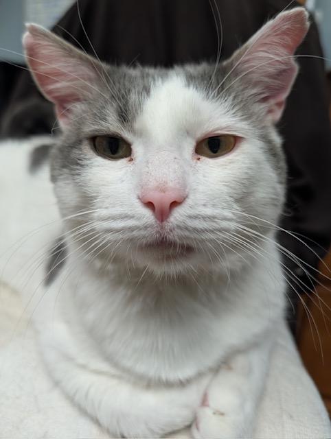 Enlarge Newt, a Adoptable Domestic Short Hair in Braintree, MA image 1/6