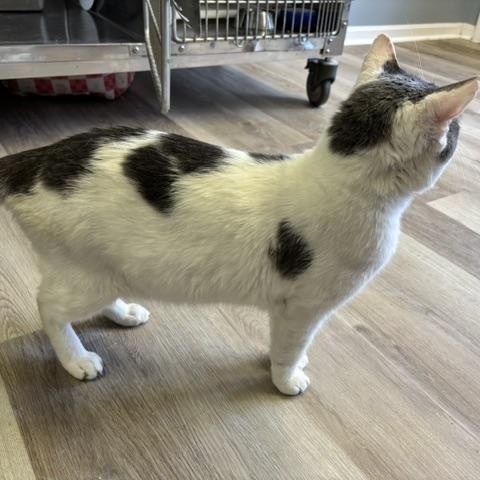 Enlarge Newt, a ADOPTABLE Domestic Short Hair in Braintree, MA image 3/6