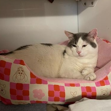 Enlarge Newt, a Adoptable Domestic Short Hair in Braintree, MA image 2/6