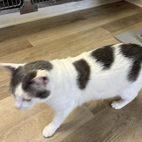Enlarge Newt, a ADOPTABLE Domestic Short Hair in Braintree, MA image 6/6