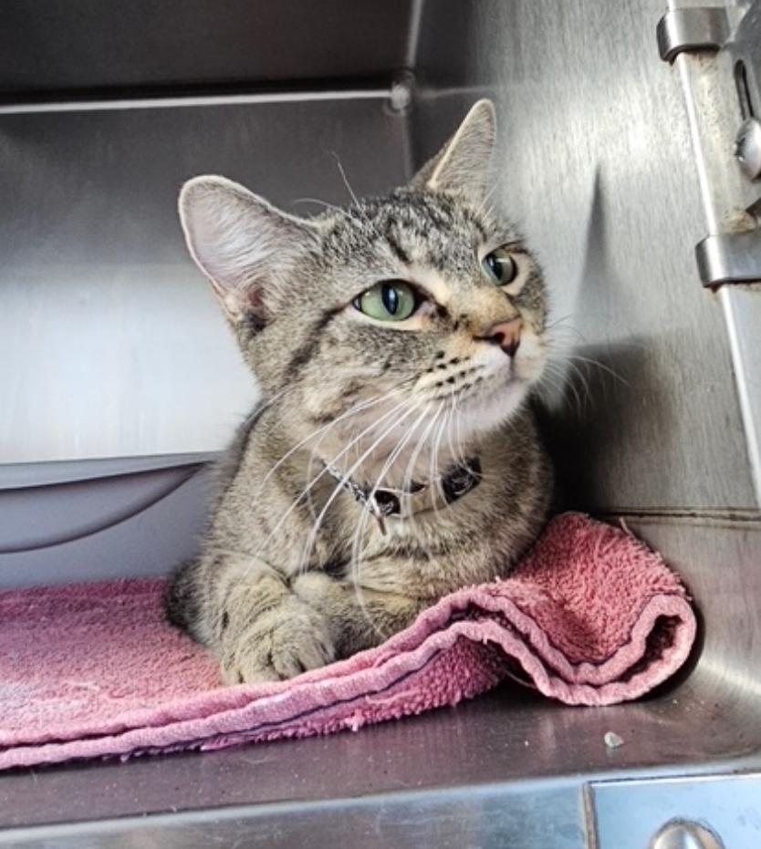 Enlarge Bobbi     K-373, a Adoptable Domestic Short Hair in Metamora, IL image 1/1