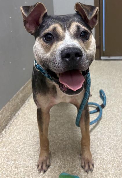 Enlarge Tater, a Adoptable mixed breed in Munster, IN image 1/1