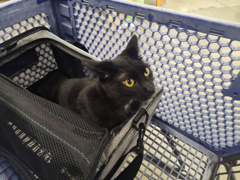 Venus Sabrina, a Adopted American Shorthair in Naples, FL image 2/2