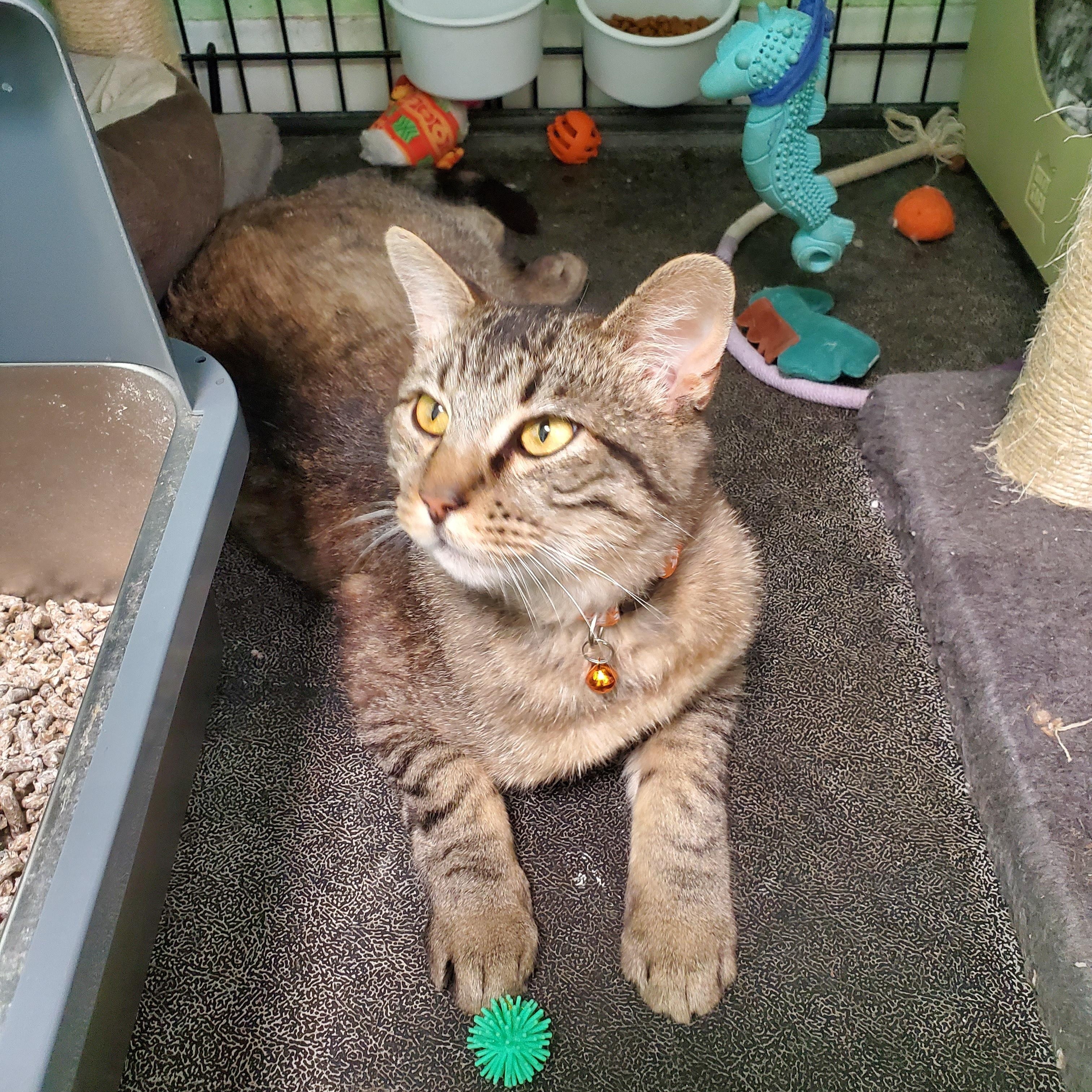 Enlarge Stage "Coach", an adopted mixed breed in Avalon, CA image 1/3