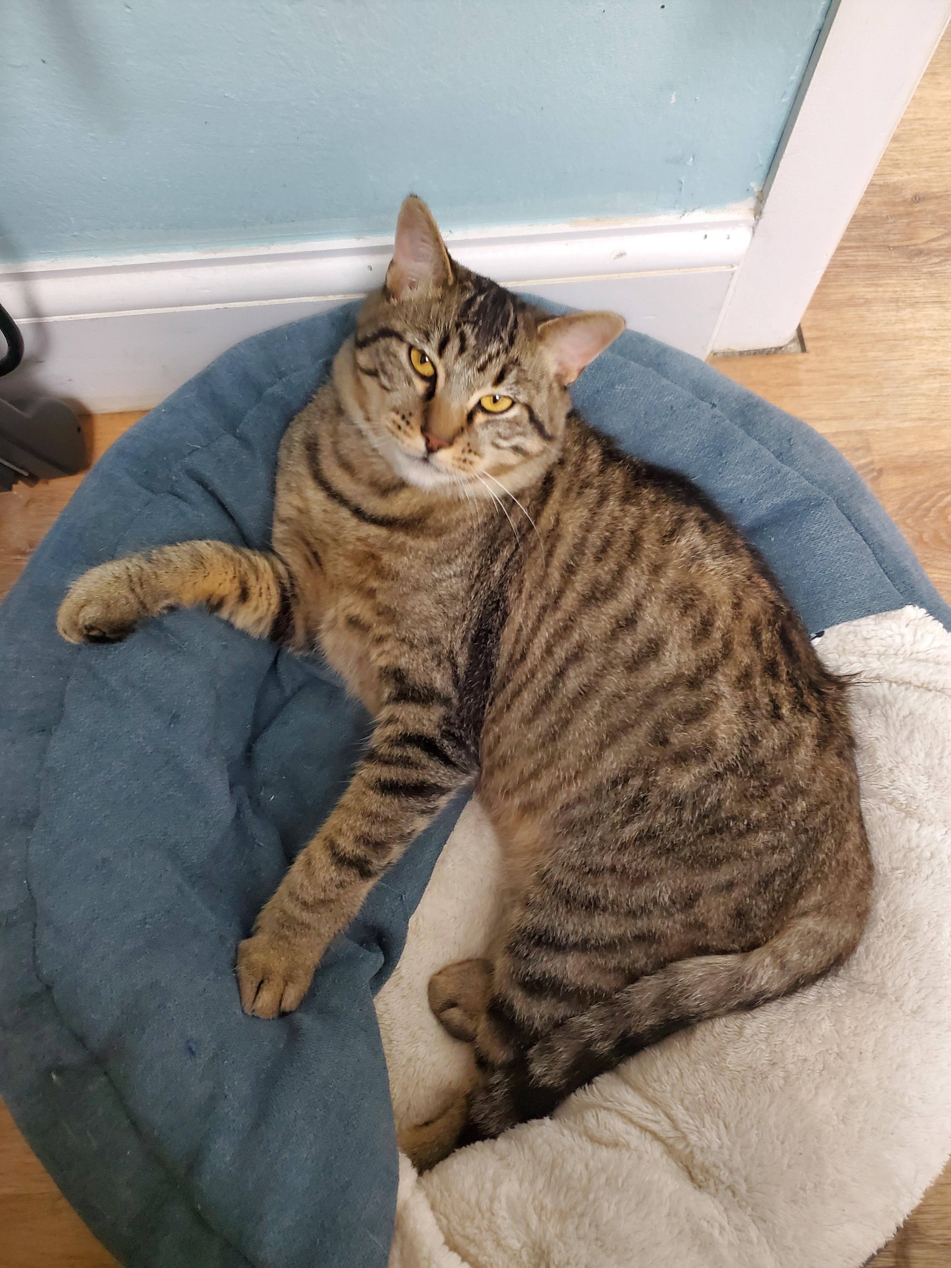 Stage "Coach", adopted, Adult Male Domestic Short Hair.