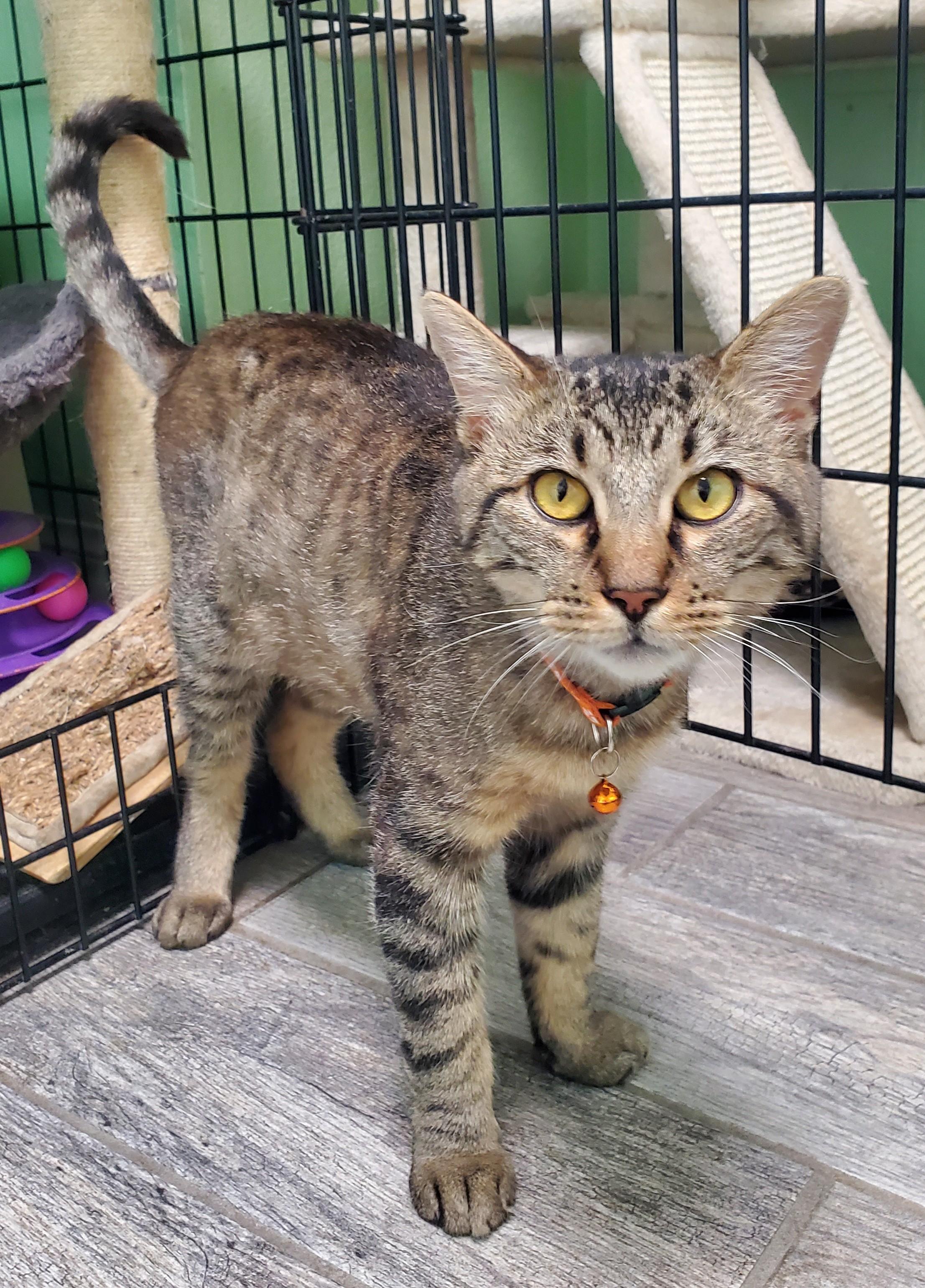 Enlarge Stage "Coach", an adopted mixed breed in Avalon, CA image 3/3