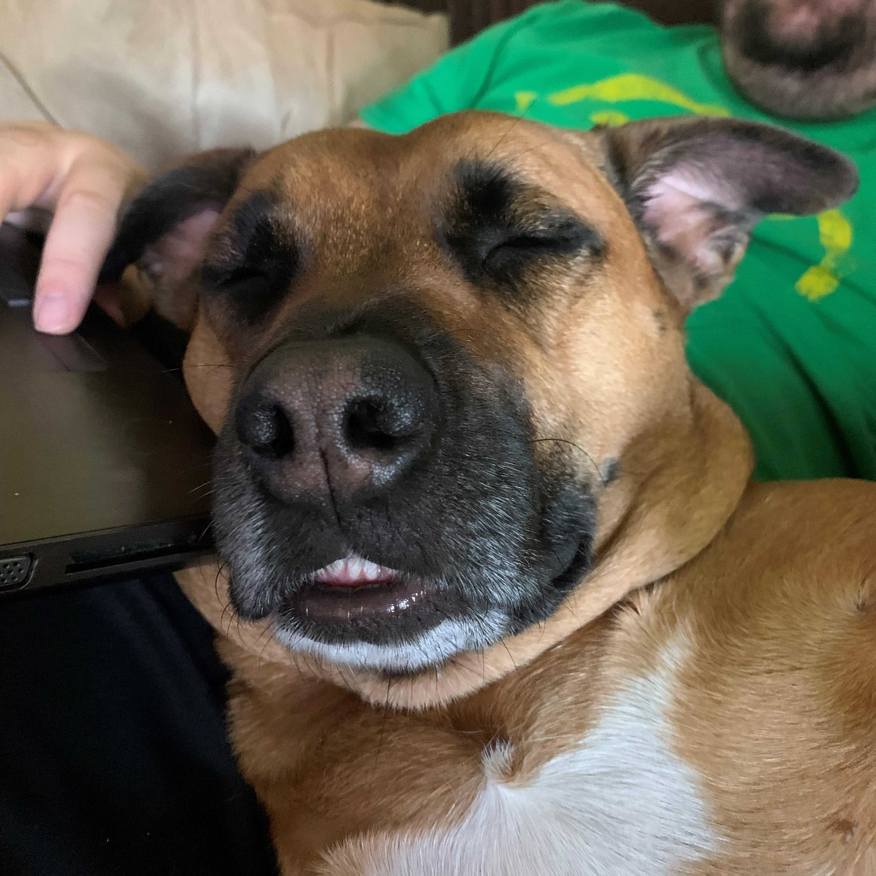 Enlarge Sadie - COURTESY LISTING, a ADOPTABLE mixed breed in Midland, MI image 3/6